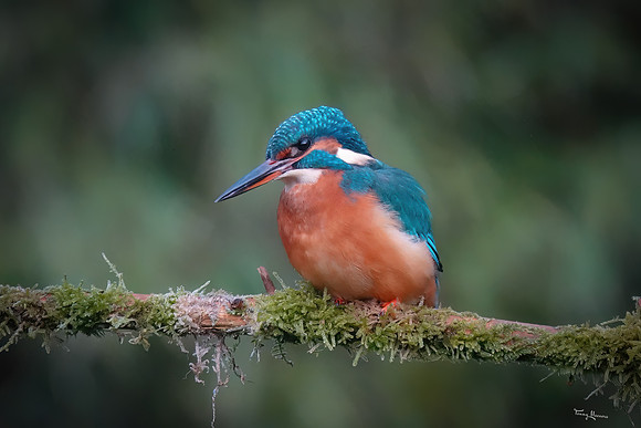 tuinhut_TH_0165