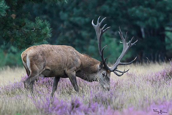 hogeveluwe_TH_1504