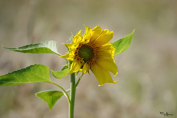 bloemetjes_TH_1412