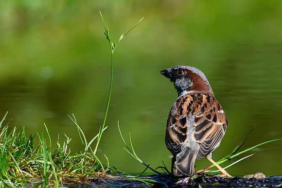 thornspic_TH_0994