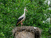 rondje_scoot_TH_1071