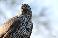 080324 - De Valk Roofvogels