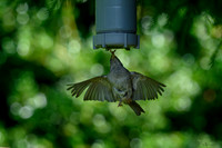 thornspic_TH_0998