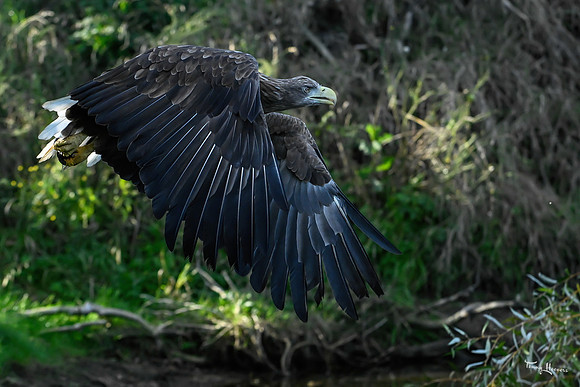 valk_roofvogels_TH_1764