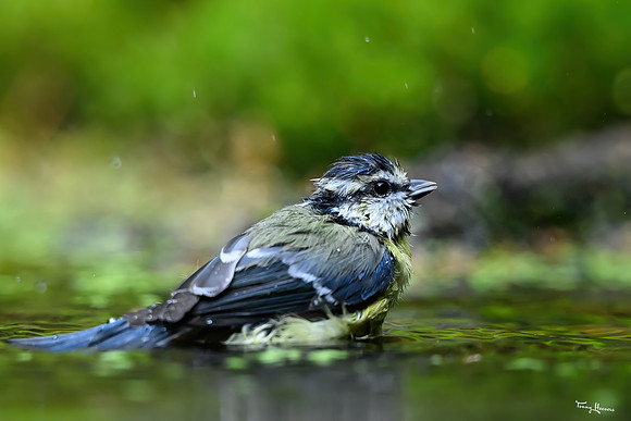 vogelhut_espelo_TH_1538