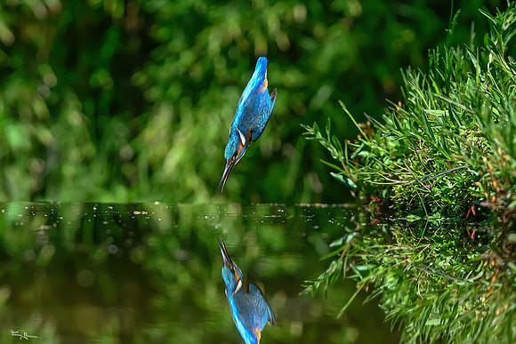 tuinhut1_TH_0694