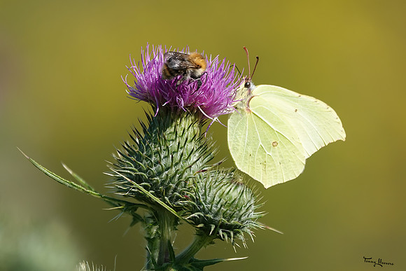 bloemetjes_TH_1409