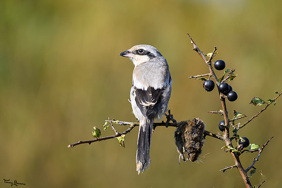 valk_roofvogels_TH_1724