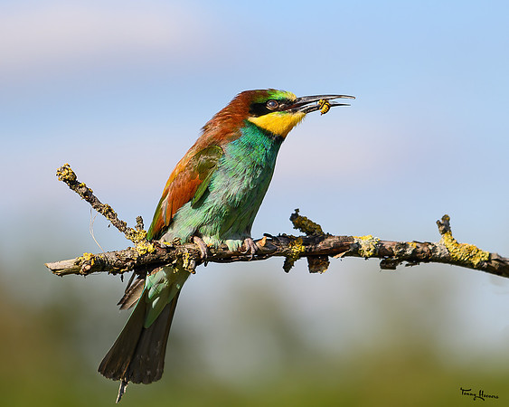 valk_roofvogels_TH_1731
