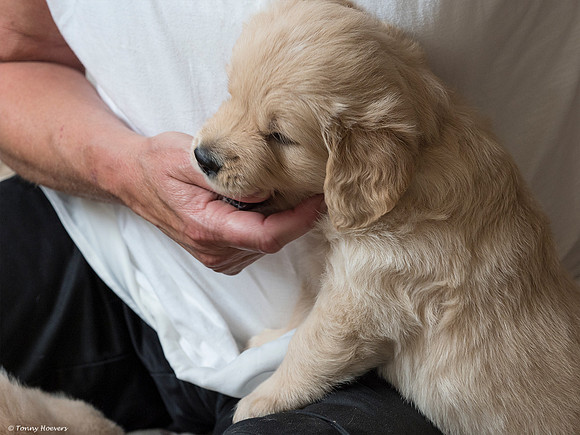 pups-joplynn-5weken_TH_1898