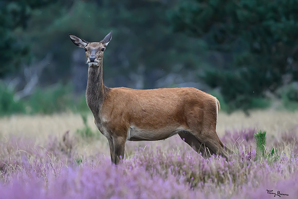hogeveluwe_TH_1511