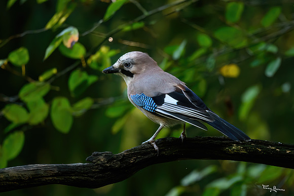 vogelhut_espelo_TH_1512