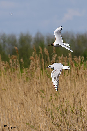 lingezegen_TH_0647