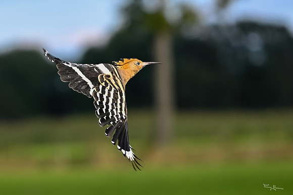 valk_roofvogels_TH_1751