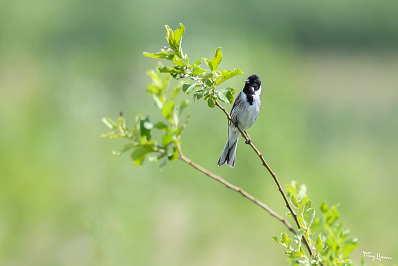 lingezegen_TH_0971