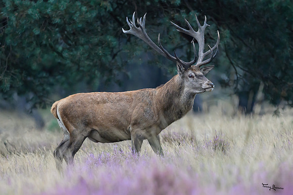 hogeveluwe_TH_1502