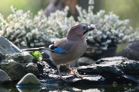 enterveenhut_TH_0571