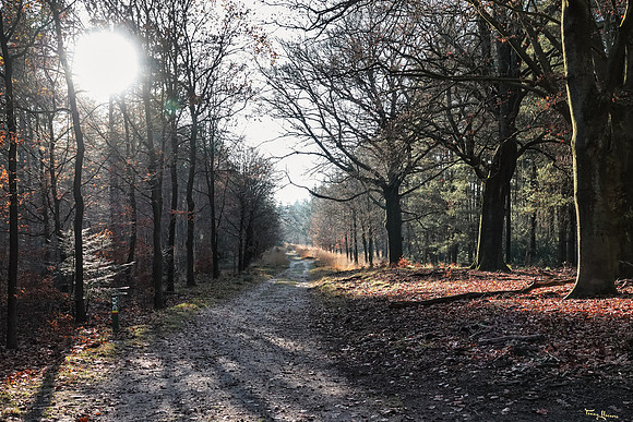 hogeveluwe_TH_2089