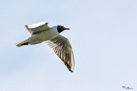 rondje_lingezegen_TH_0925