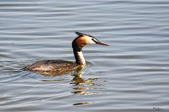 lingezegen_TH_0966