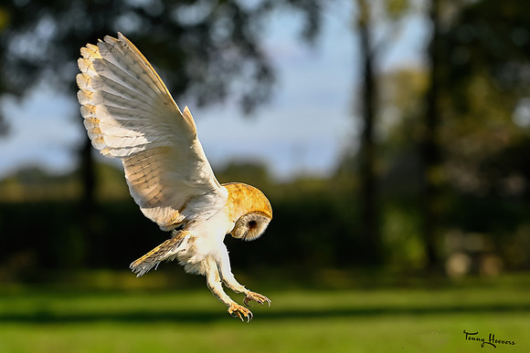 valk_roofvogels_TH_1755