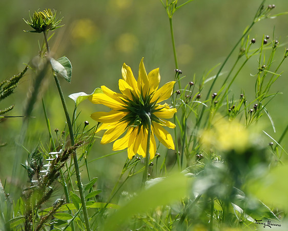 bloemetjes_TH_1399