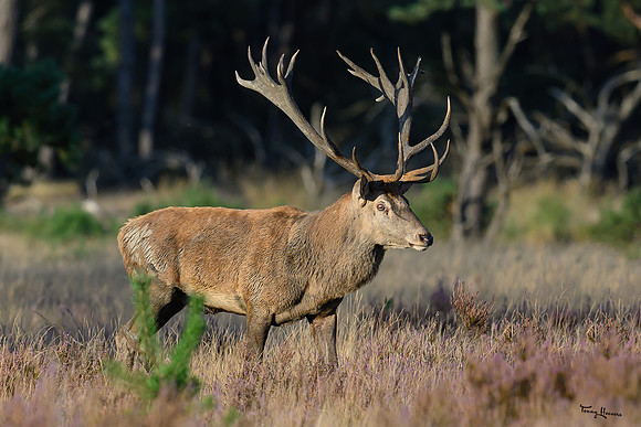 hogeveluwe_TH_1590