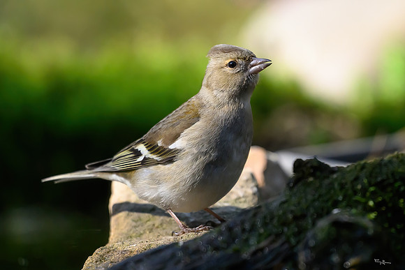 enterveenhut_TH_0531
