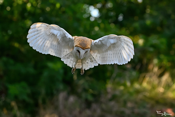 valk_roofvogels_TH_1756
