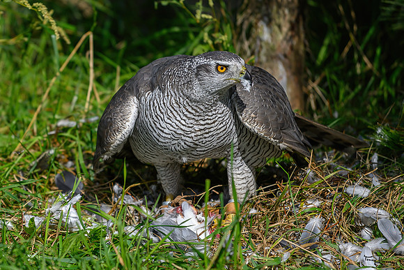 valk_roofvogels_TH_1722