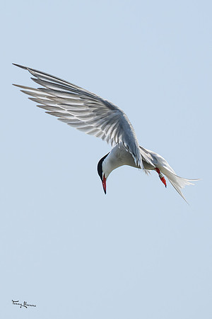 lingezegen_TH_0969