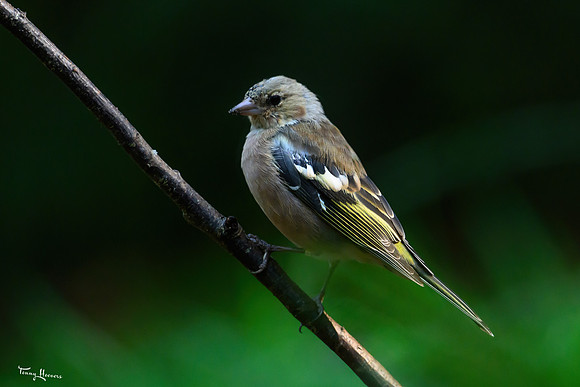 vogelhut_espelo_TH_1514