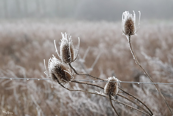 mist_omgeving_TH_0055