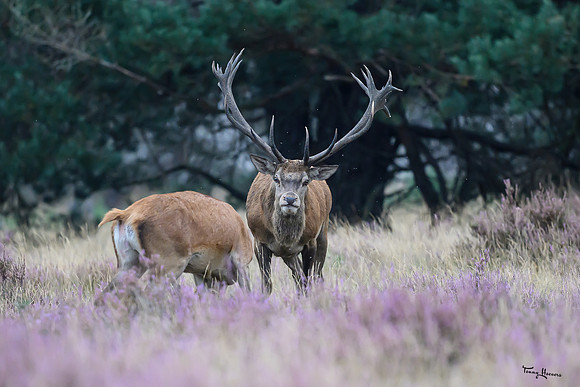 hogeveluwe_TH_1500