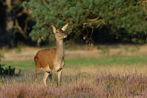 hogeveluwe_TH_1593