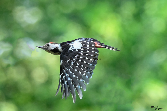 vogelhut_espelo_TH_1518