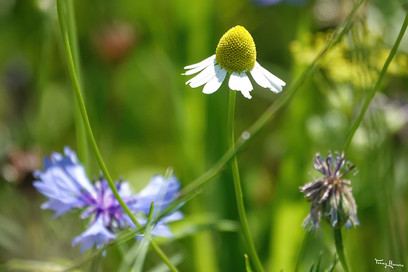 bloemetjes_TH_1394
