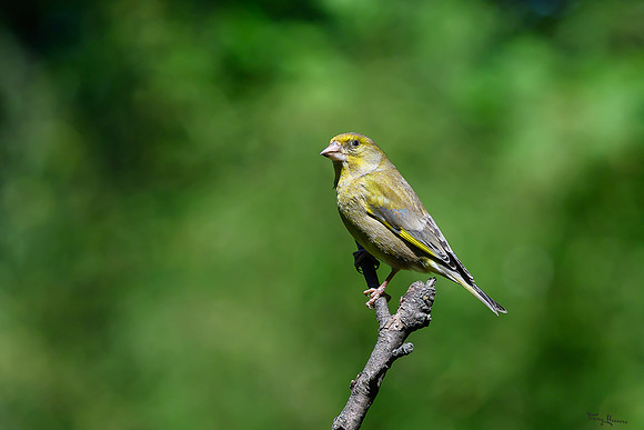 tuinhut1_TH_0688