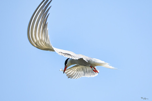 lingezegen_TH_0967