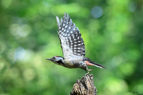 vogelhut_espelo_TH_1517