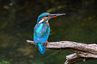 kingfisherhouse_TH_0835