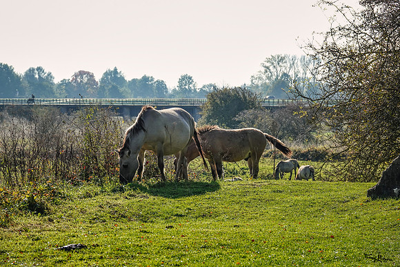 meinerswijk_TH_1925