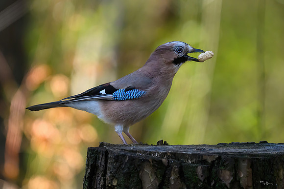 enterveenhut_TH_0528
