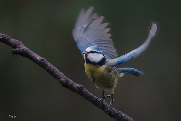 tuinhut_TH_0174