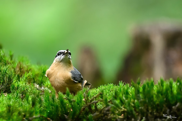 vogelhut_espelo_TH_1542