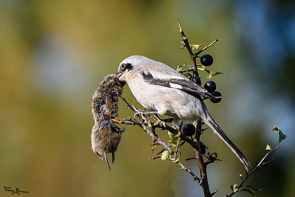 valk_roofvogels_TH_1725