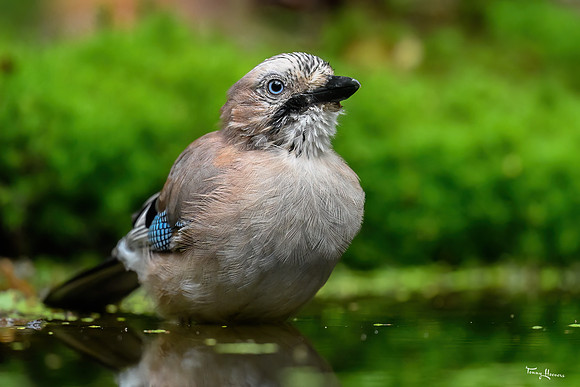 vogelhut_espelo_TH_1527