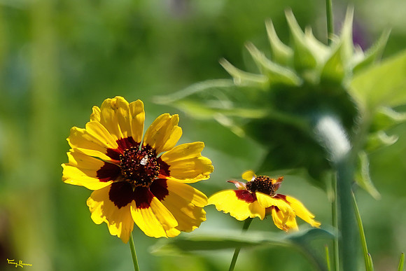 bloemetjes_TH_1397