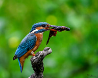 kingfisherhouse_TH_0841