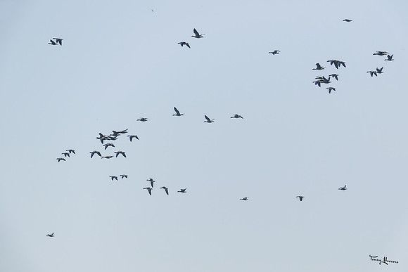 lingezegen_TH_1665